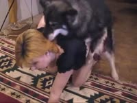 Cute little dog got blowjob from nasty whore